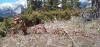A third view of a large brown Rocky Mountain Garden Dragon