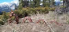 Rocky Mountain Dragons: JasperBrownGD3