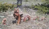 Rocky Mountain Dragons: JasperBrownGD